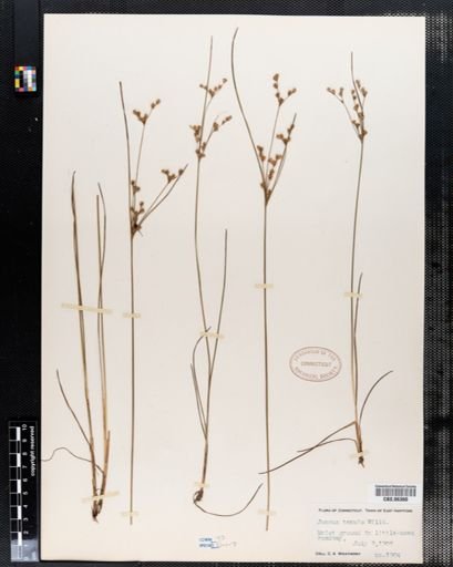 Juncus tenuis