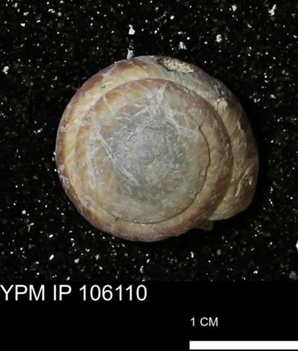 Poecilozonites bermudensis zonatus