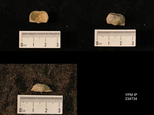 Marginifera splendens