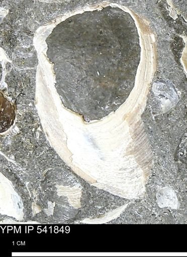Limopsis striatopunctatus
