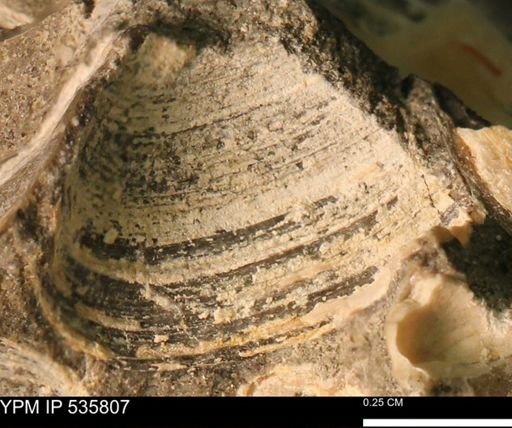Limopsis striatopunctatus