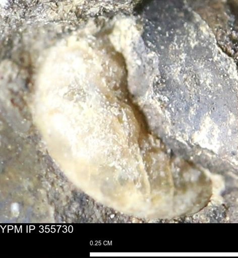 undet. Bivalvia
