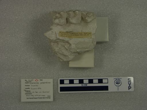 Hyaenarctos palaeindicus