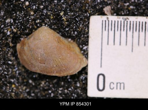 Limopsis striatopunctatus