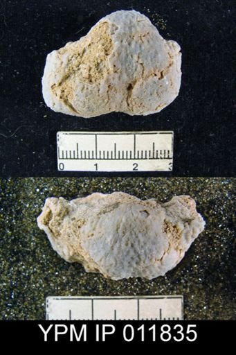 Aulosteges guadalupensis