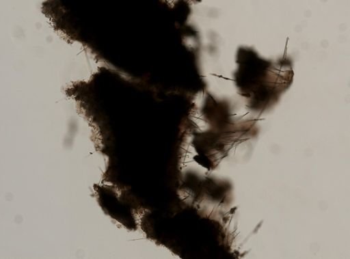 Clathria (Microciona)
