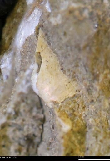 undet. Scaphitidae