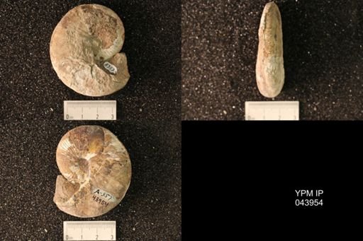 Hoploscaphites nicolletii
