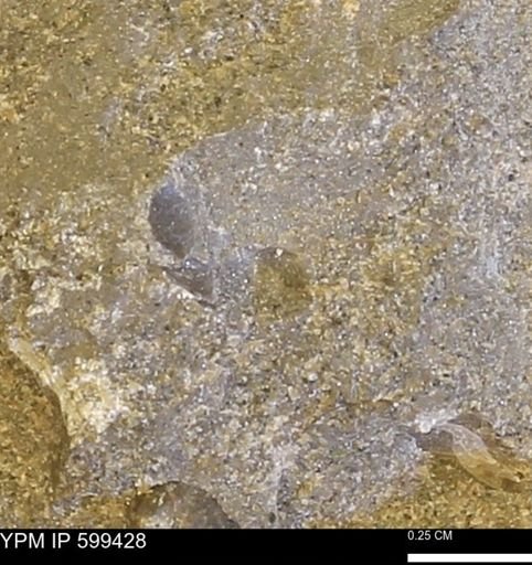 Protocardia subquadrata