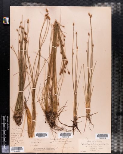 Eleocharis tuberculosa