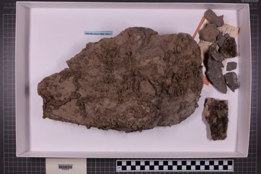 mixed taxa, stratigraphic collection