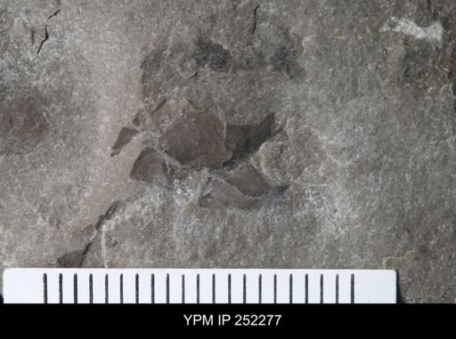 undet. Eurypterida