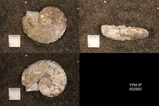 Discoscaphites gulosus