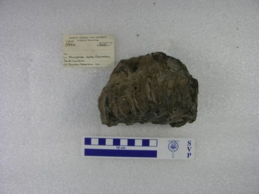 Mammuthus sp.