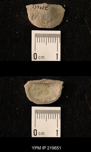 Chonetes granulifer
