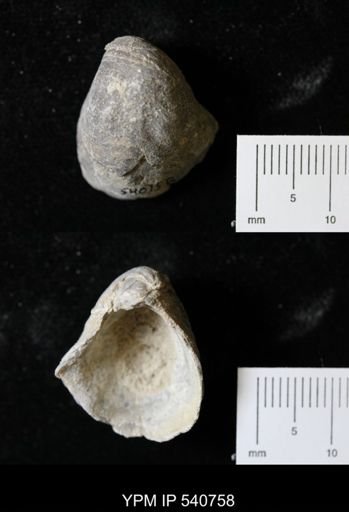 Gryphaea sp.