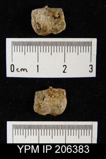 Echinaurus sp.