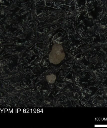 undet. Foraminiferida
