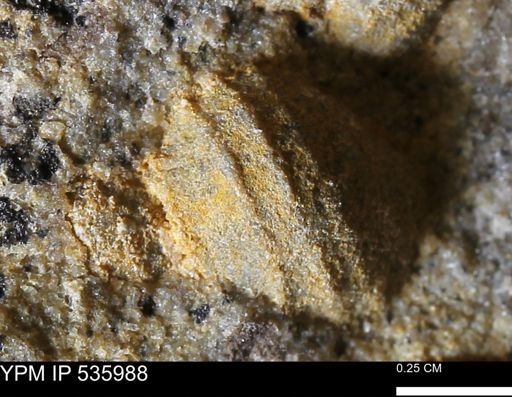 Goniobasis tenuicarinata