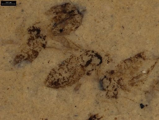undet. Insecta