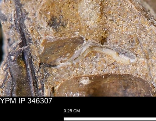 undet. Mollusca