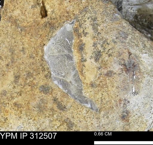 undet. Bivalvia