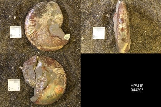 Hoploscaphites comprimus