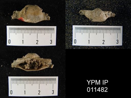 Linoproductus waagenianus