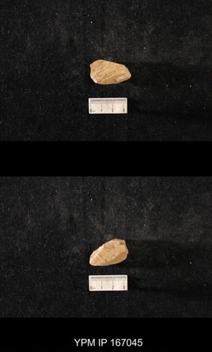 Brachiospongia digitata