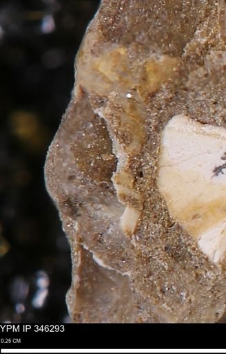 undet. Mollusca