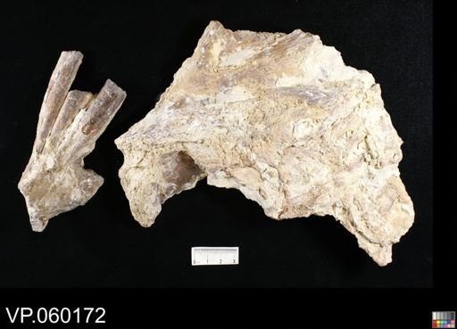 Xiphactinus sp.