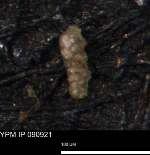 Verneuilinoides kansasensis