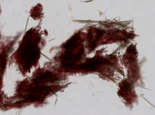 Quasillina brevis