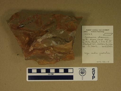 Corosaurus alcovensis