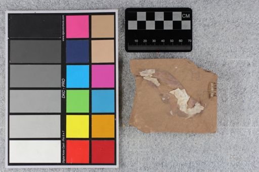 Platysomoidei