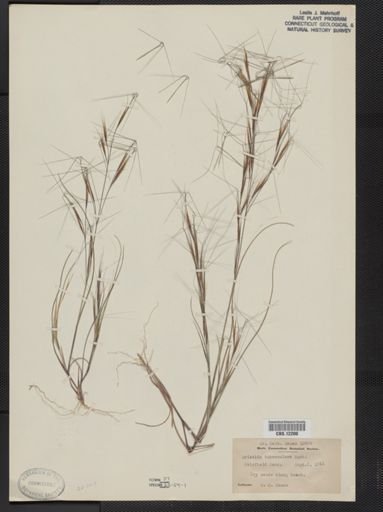 Aristida tuberculosa