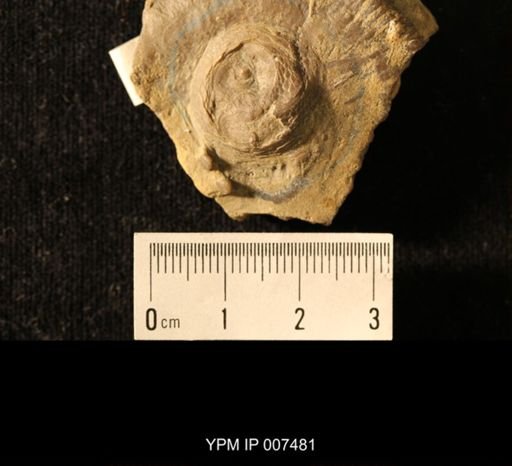 Isorophus cincinnatiensis