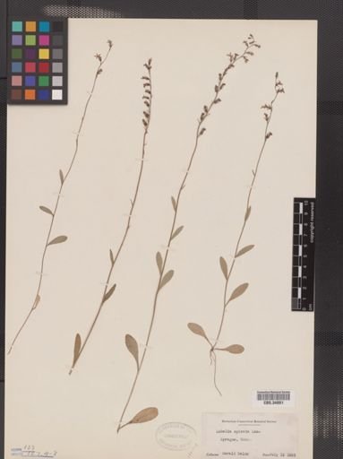 Lobelia spicata