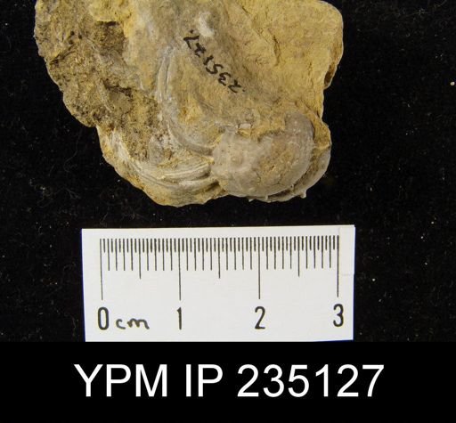 Marginifera hystricula