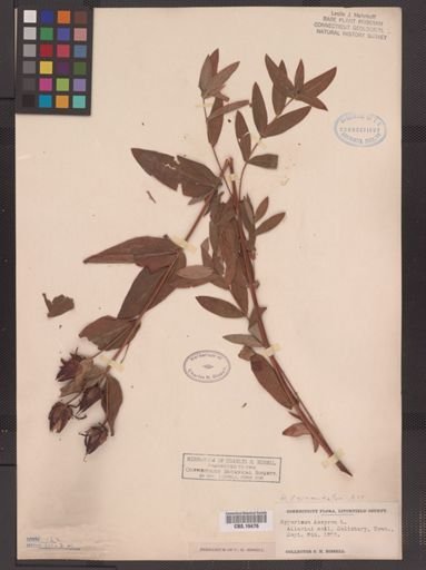 Hypericum ascyron