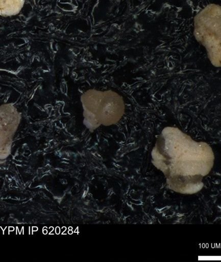undet. Foraminiferida