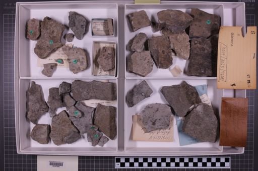 mixed taxa, stratigraphic collection