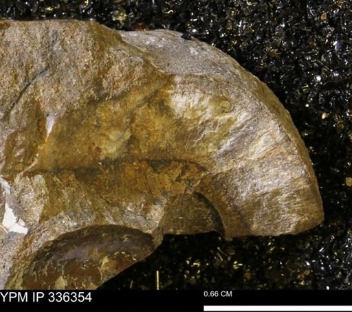 Bryozoa?