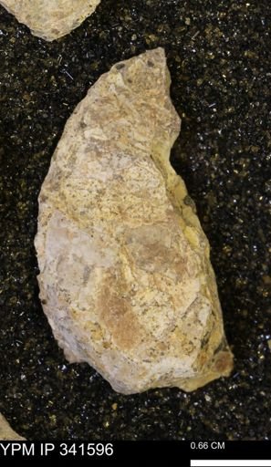 Scaphites sp.