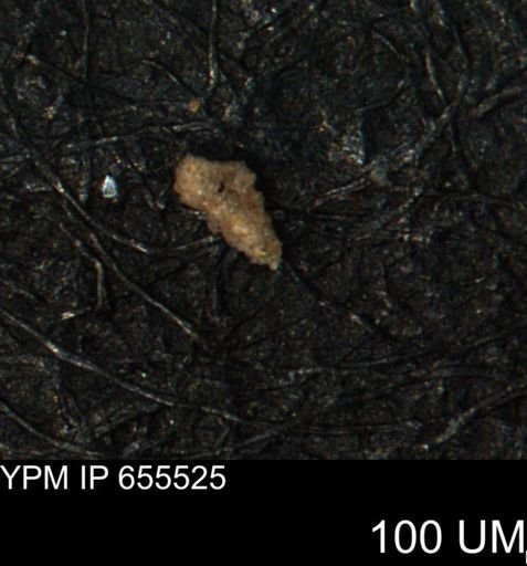 Verneuilina canadensis