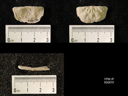 Chonetes granulifer meekanus