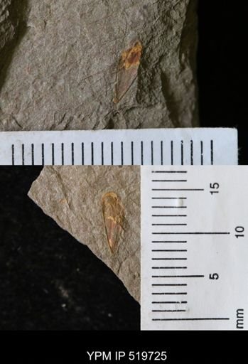 undet. Hyolithida