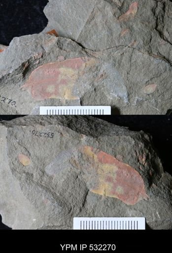 undet. Porifera