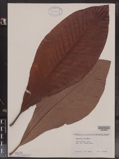 Magnolia tripetala