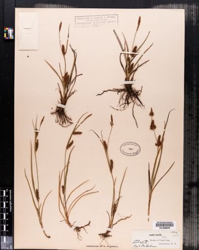 Carex